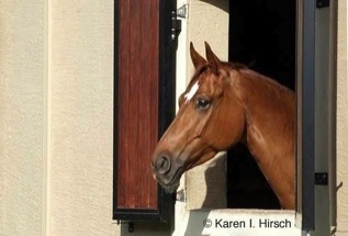 Brown horse looking out window of his stables